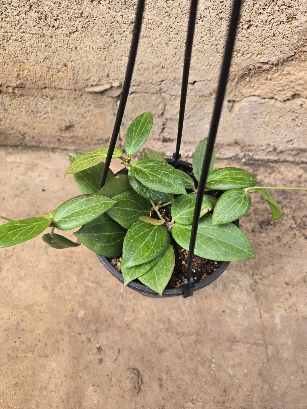 plant/Hoya Fitchii-1