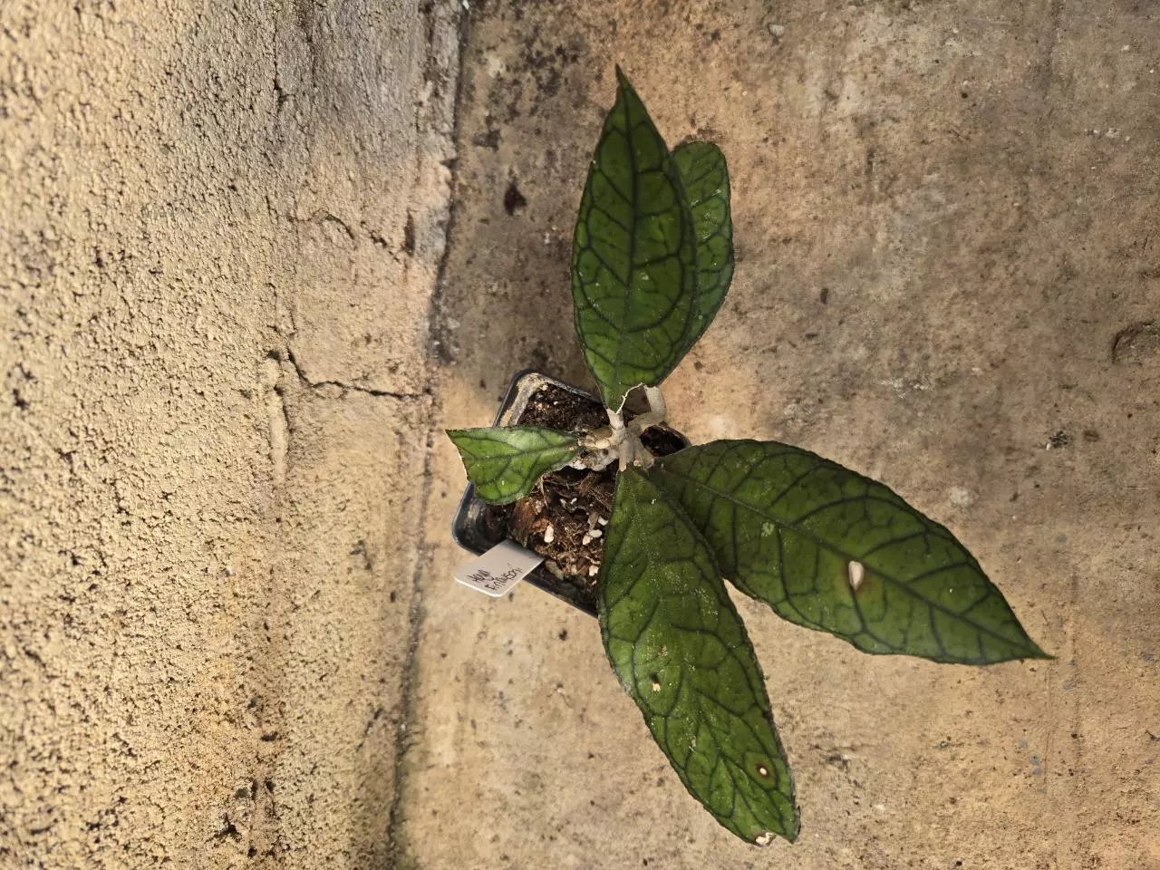 plant/Hoya Finlaysonii-0