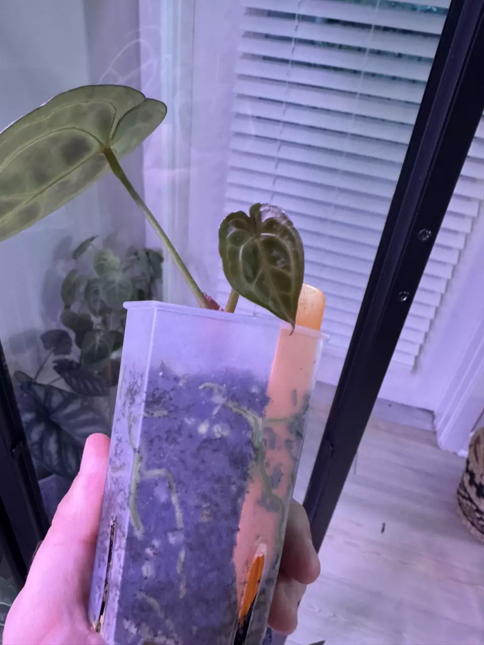 plant/(Tim’s Black x Villenaorum) x self-1