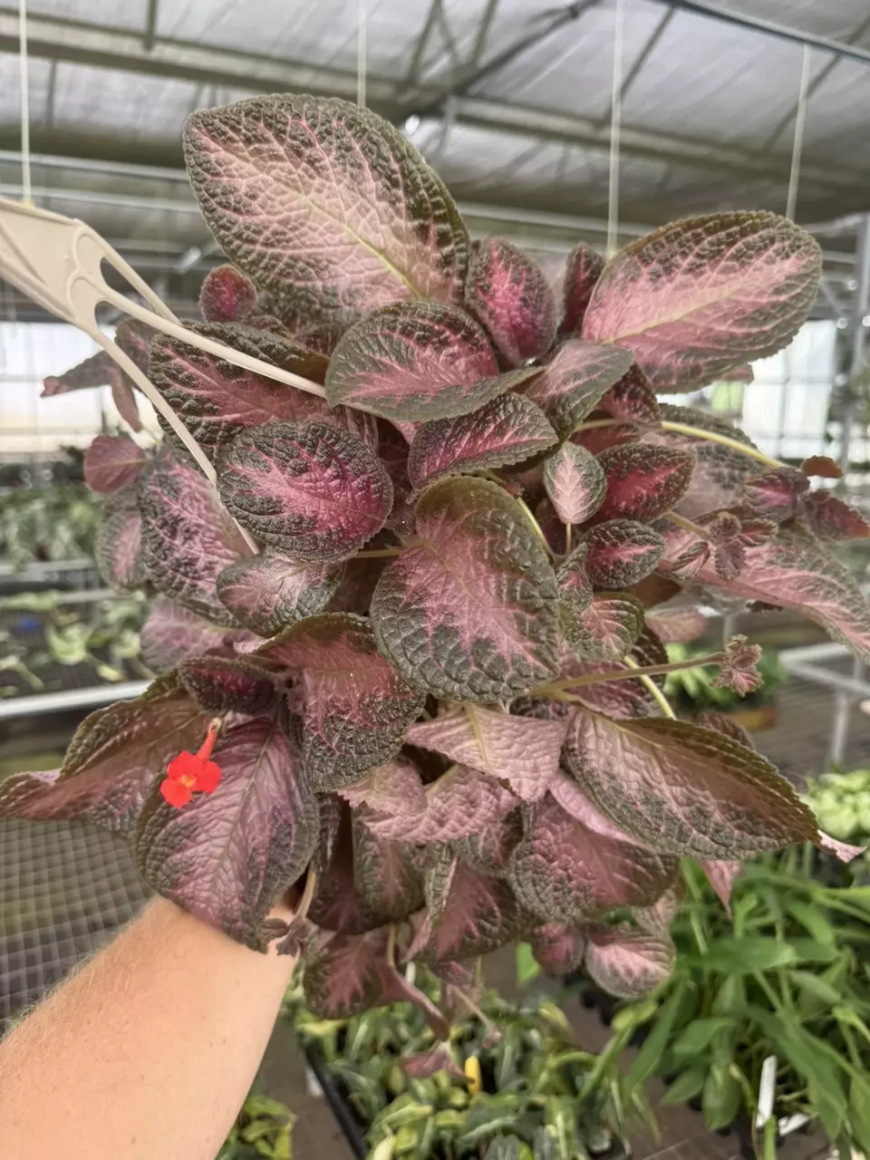 plant/Episcia purple rain 6” basket growers choice-1