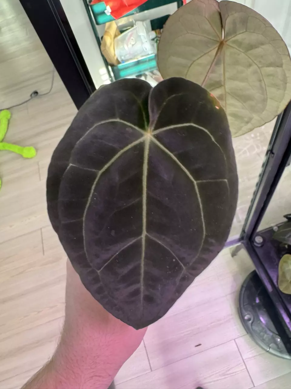 plant/Ree Pap x Tezula Red Crystal-1