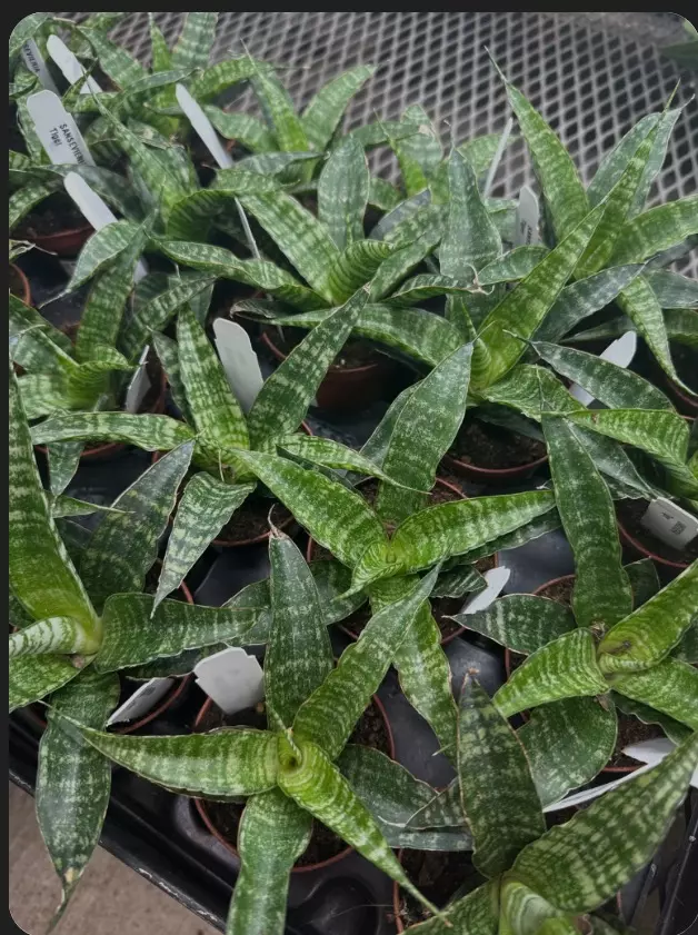 plant/Sansevieria Tiger Rooted Pup-0