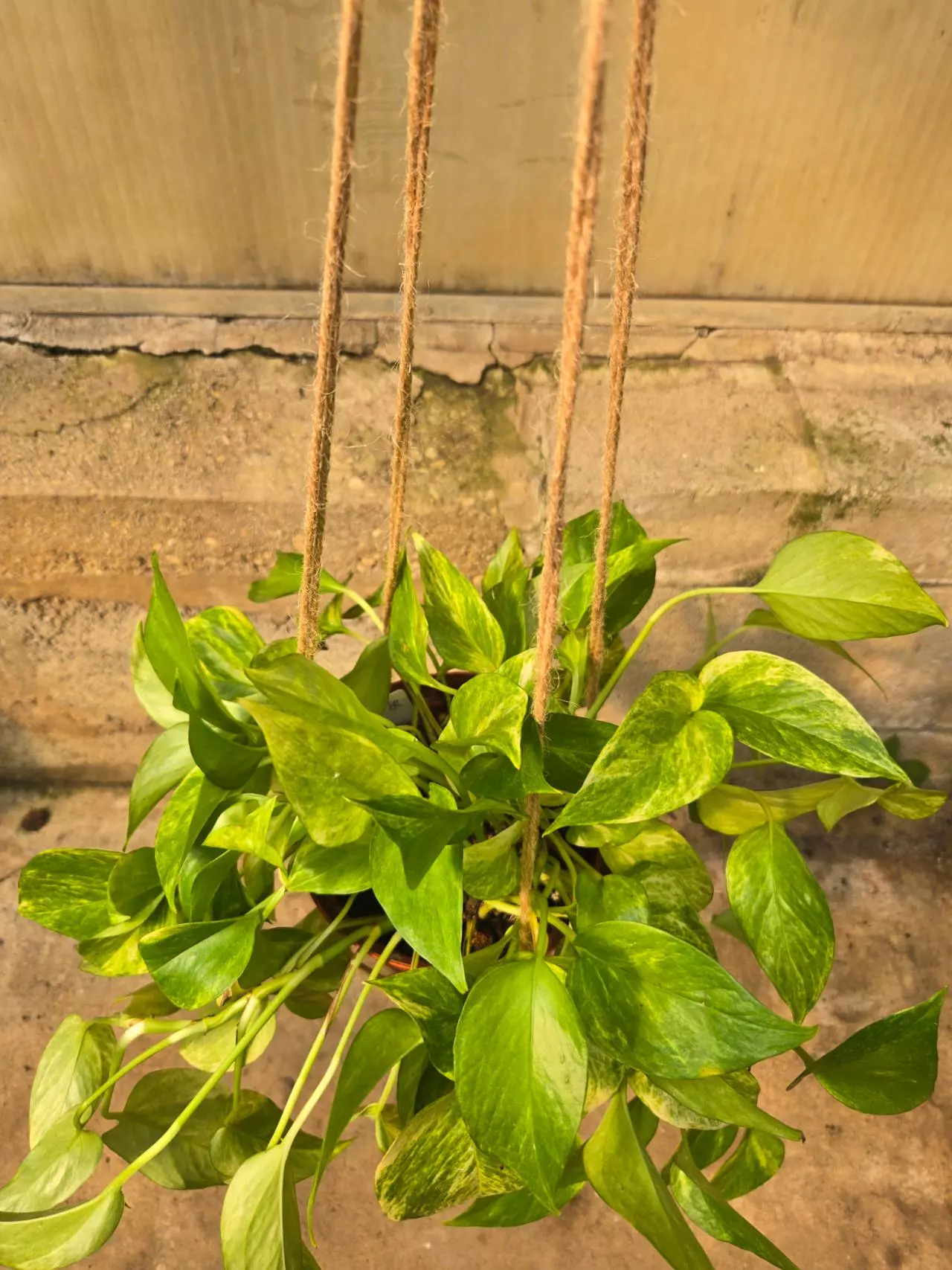 plant/Pothos Neon Marble-1