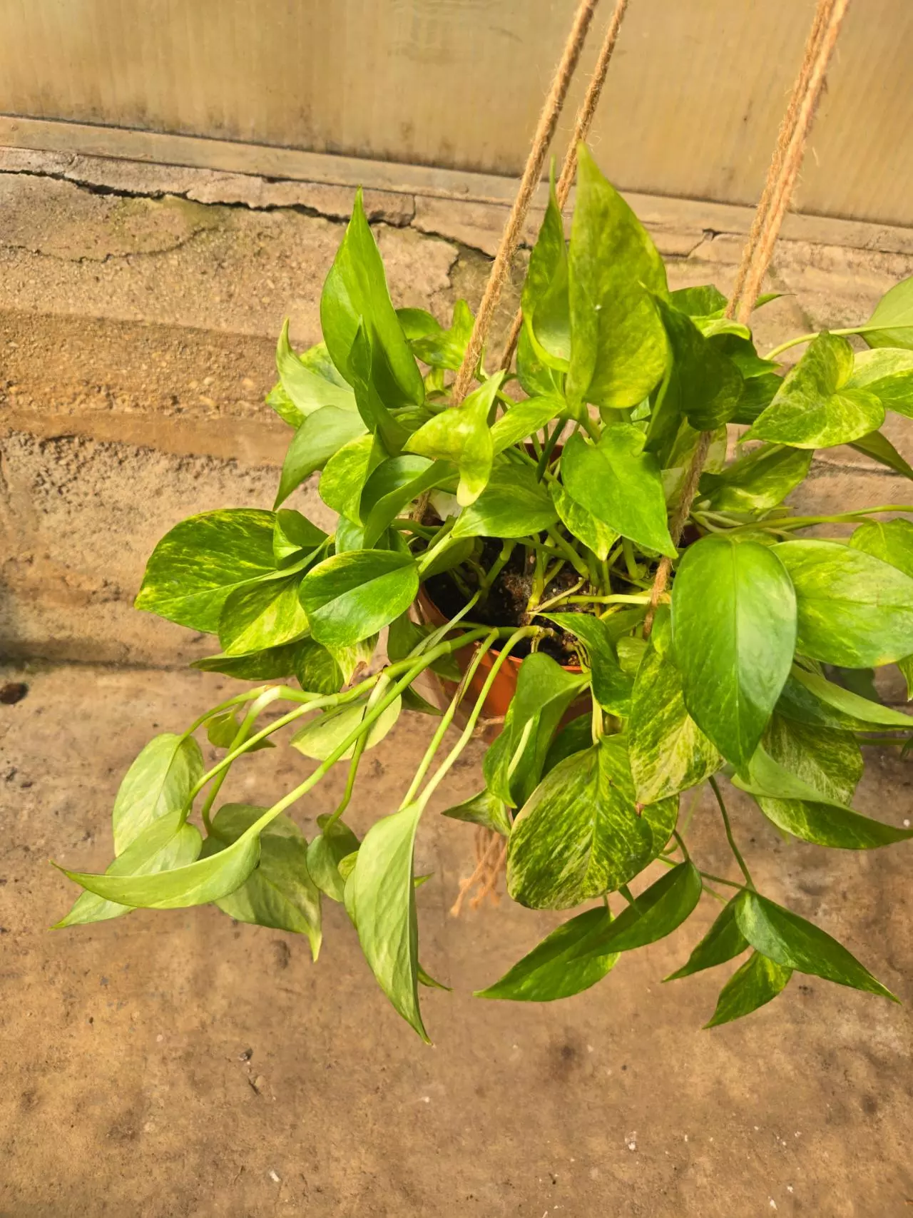 plant/Pothos Neon Marble-3