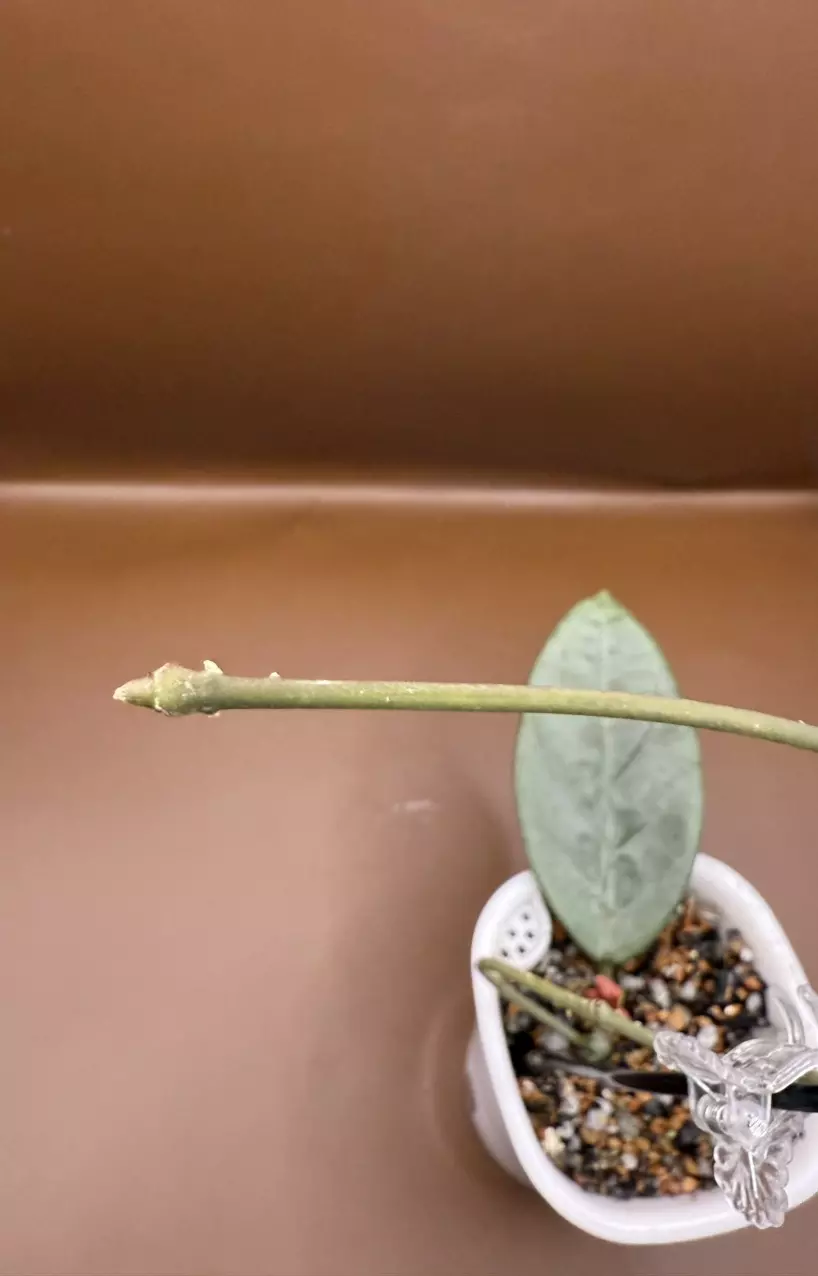 plant/Lai Chau Silver Rooted Cutting-5