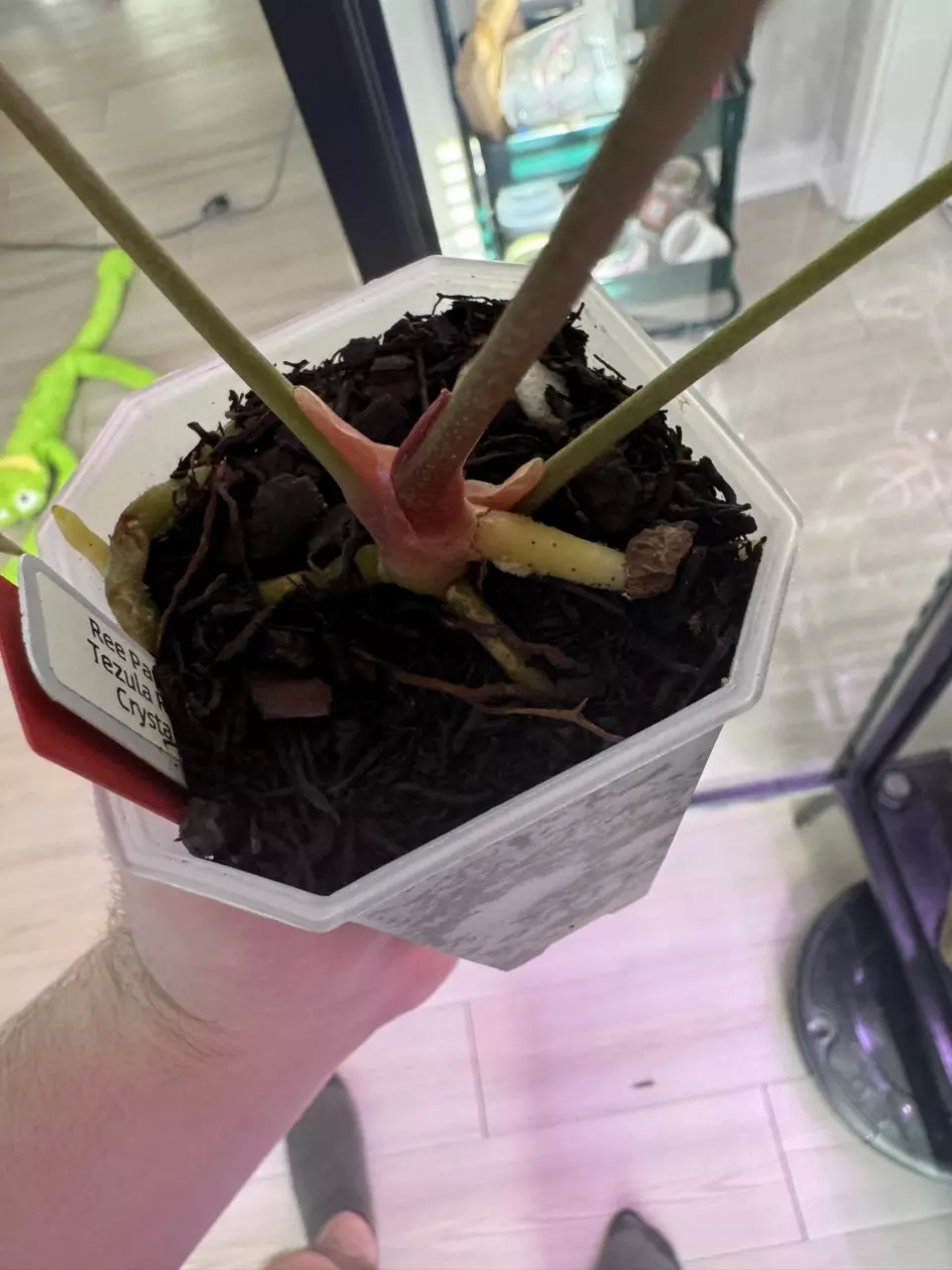 plant/Ree Pap x Tezula Red Crystal-2
