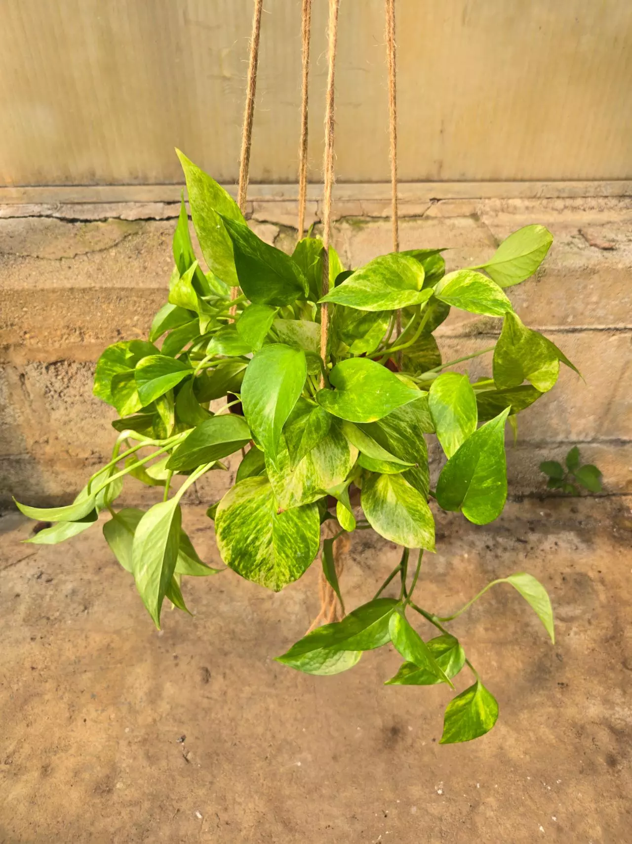 plant/Pothos Neon Marble-0