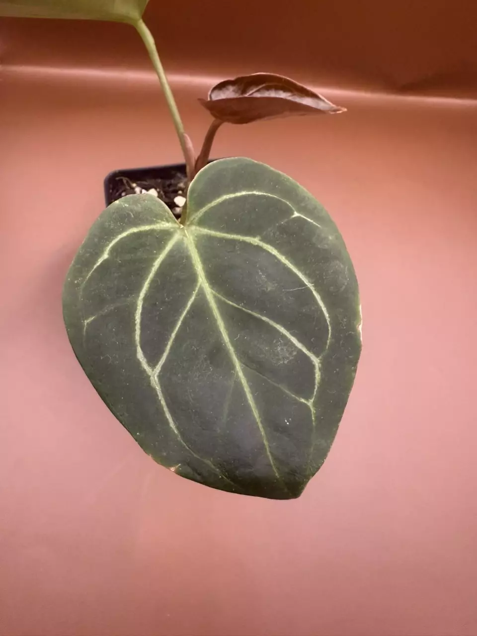 plant/HU King of Spades-1