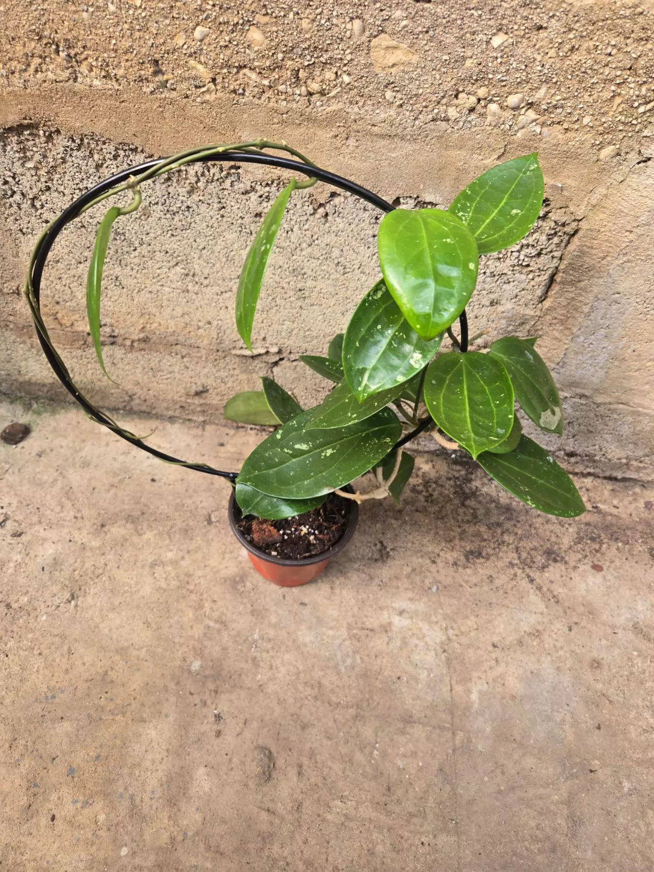 plant/Hoya Verticillata-0