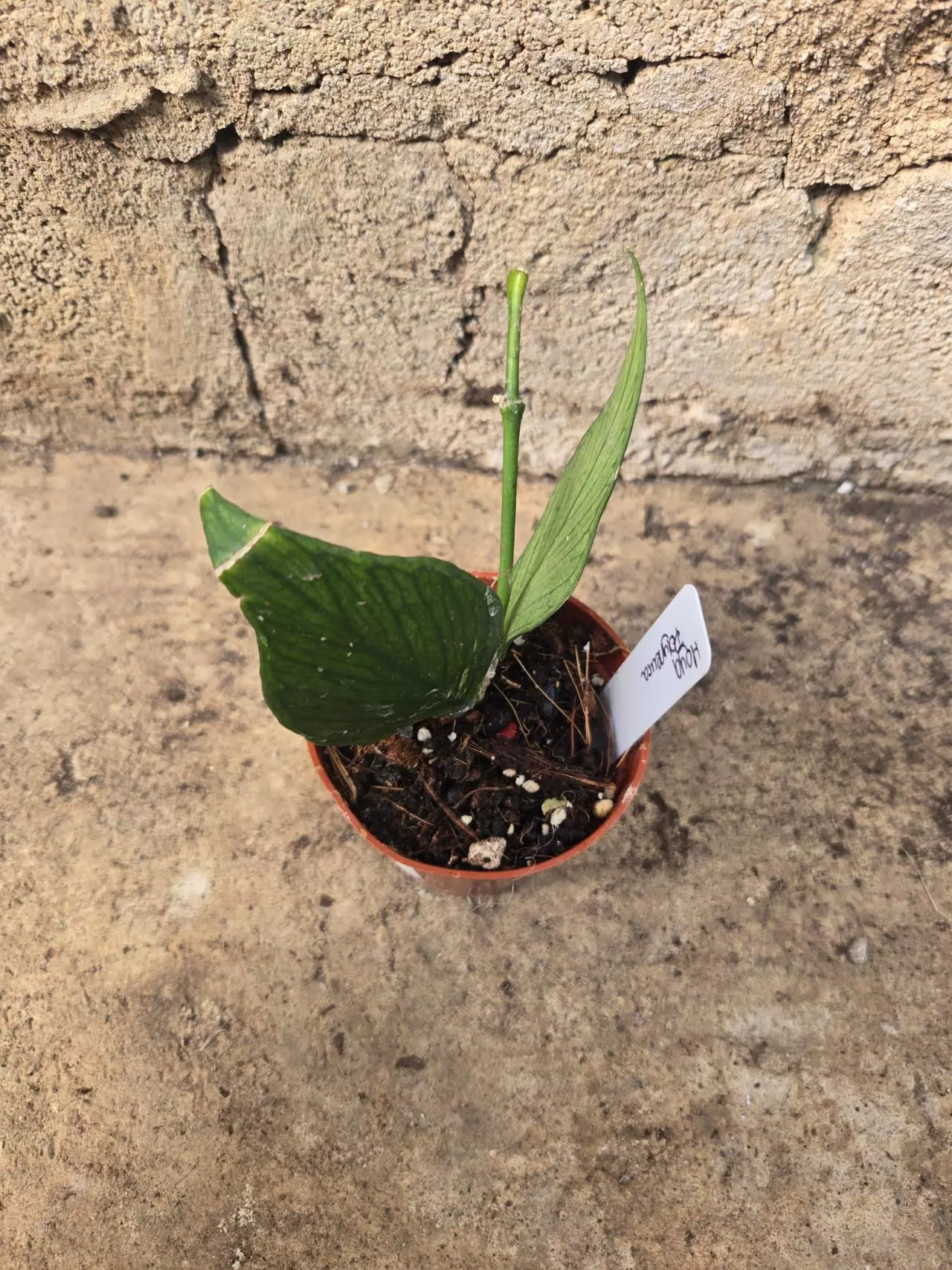 plant/Hoya Polyneura-0