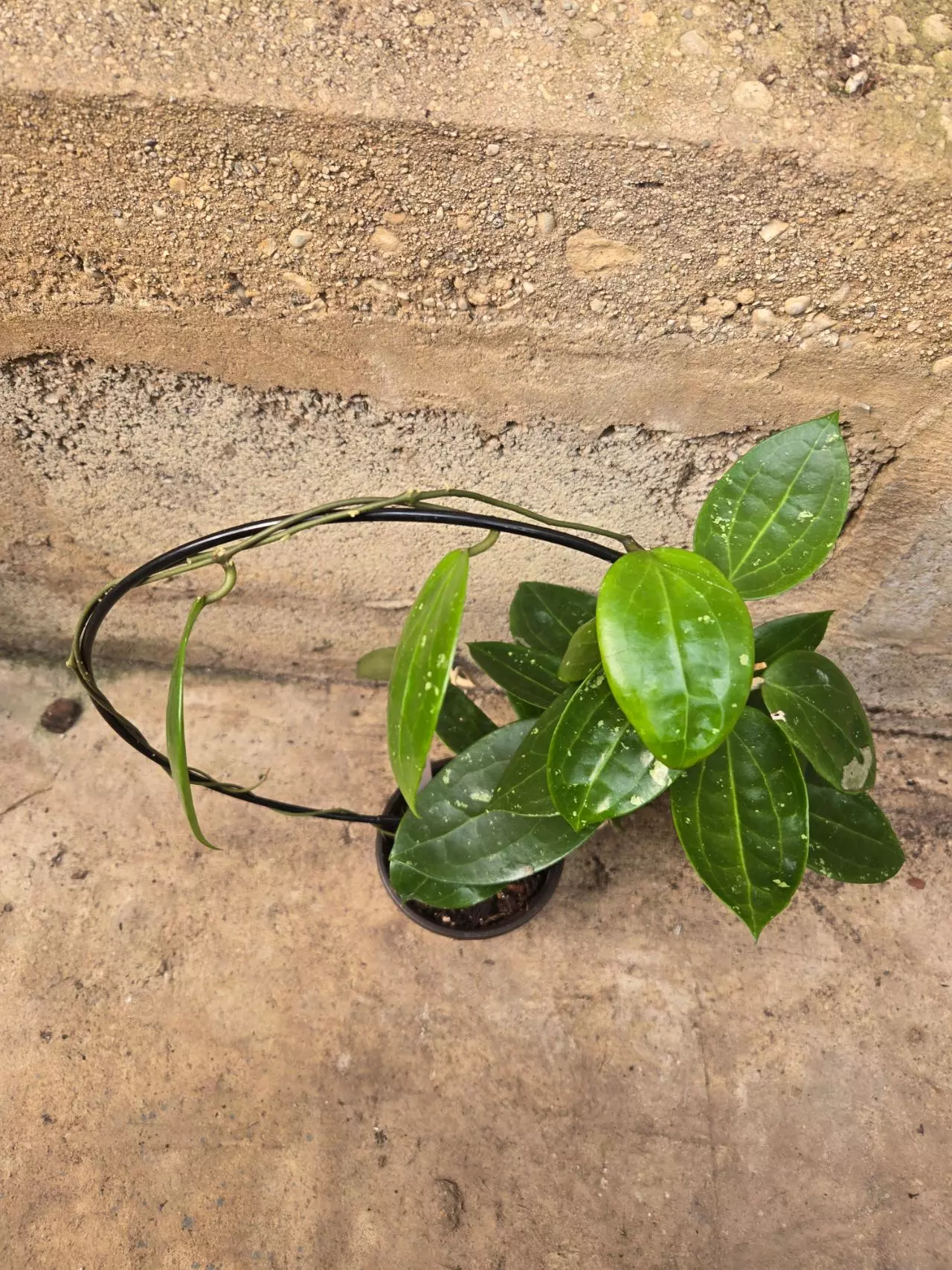 plant/Hoya Verticillata-3