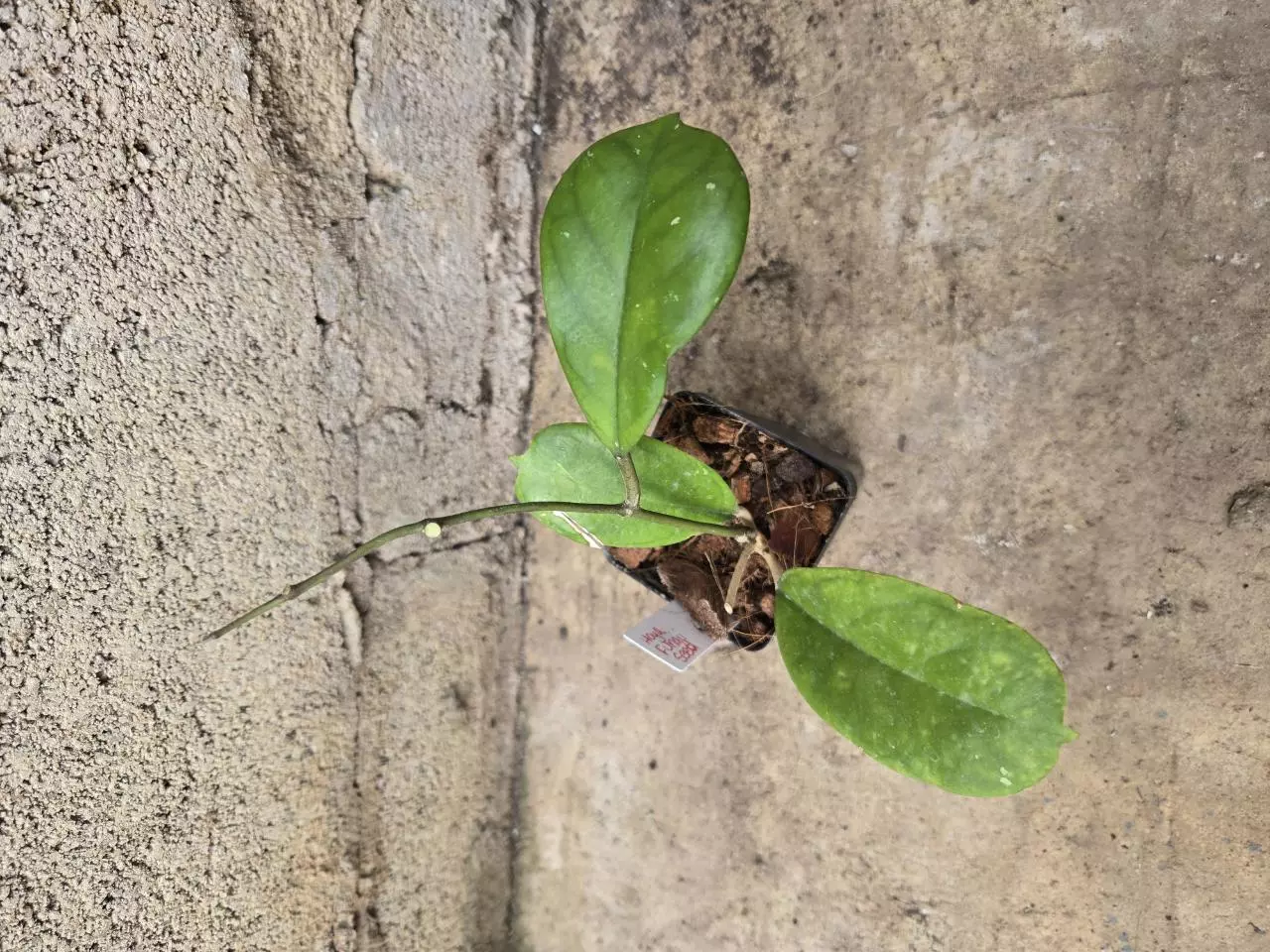 plant/Hoya Fungii Seed-0
