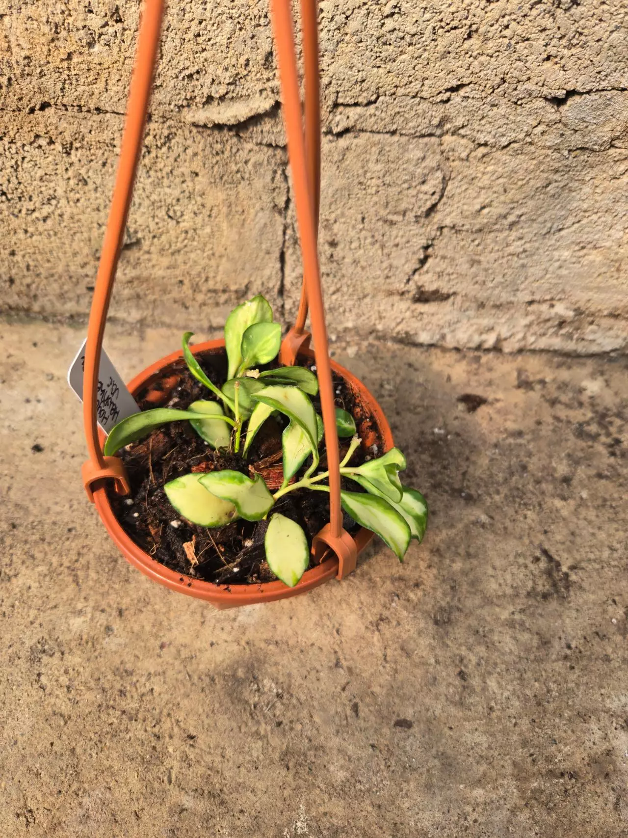 plant/Hoya Heushkeliana Variegated-0