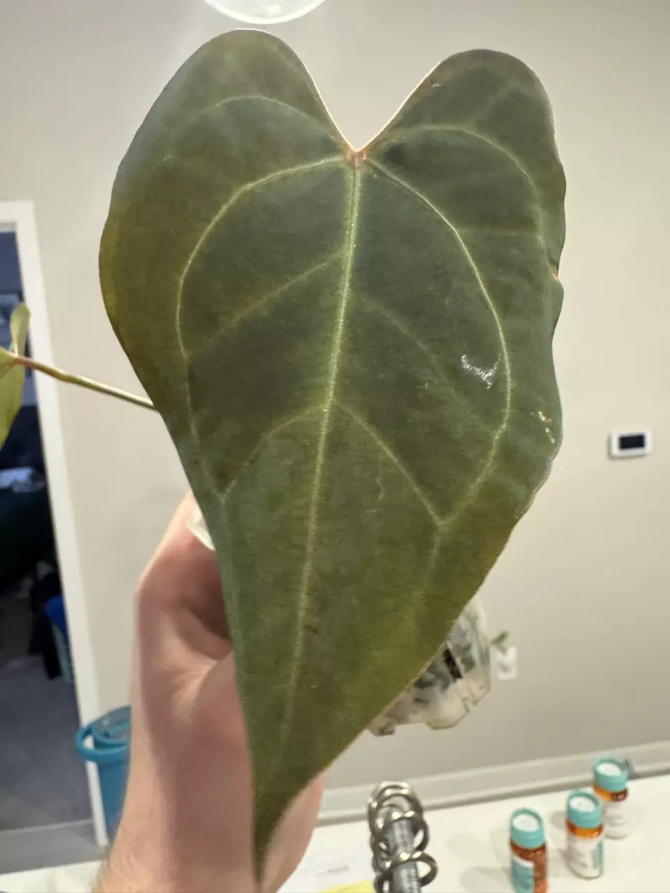 plant/Mint Var. Pap-1