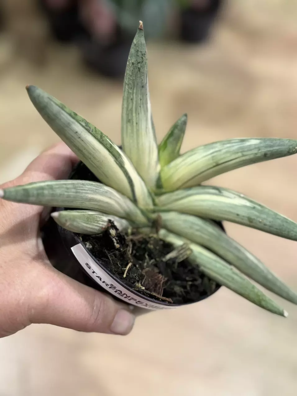 plant/Sansevieria starfish variegated-0
