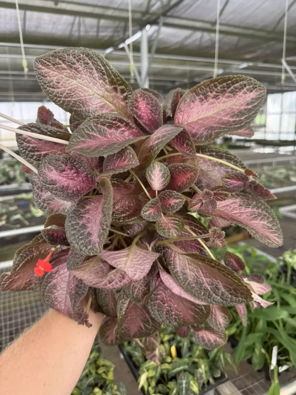 plant/Episcia purple rain 6” basket growers choice-0