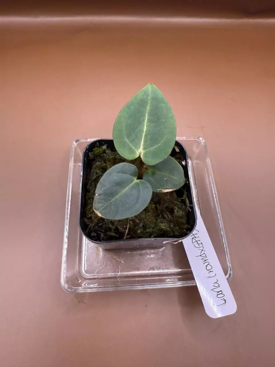 plant/Carla (Round x GPH) x OG1 Clone-2