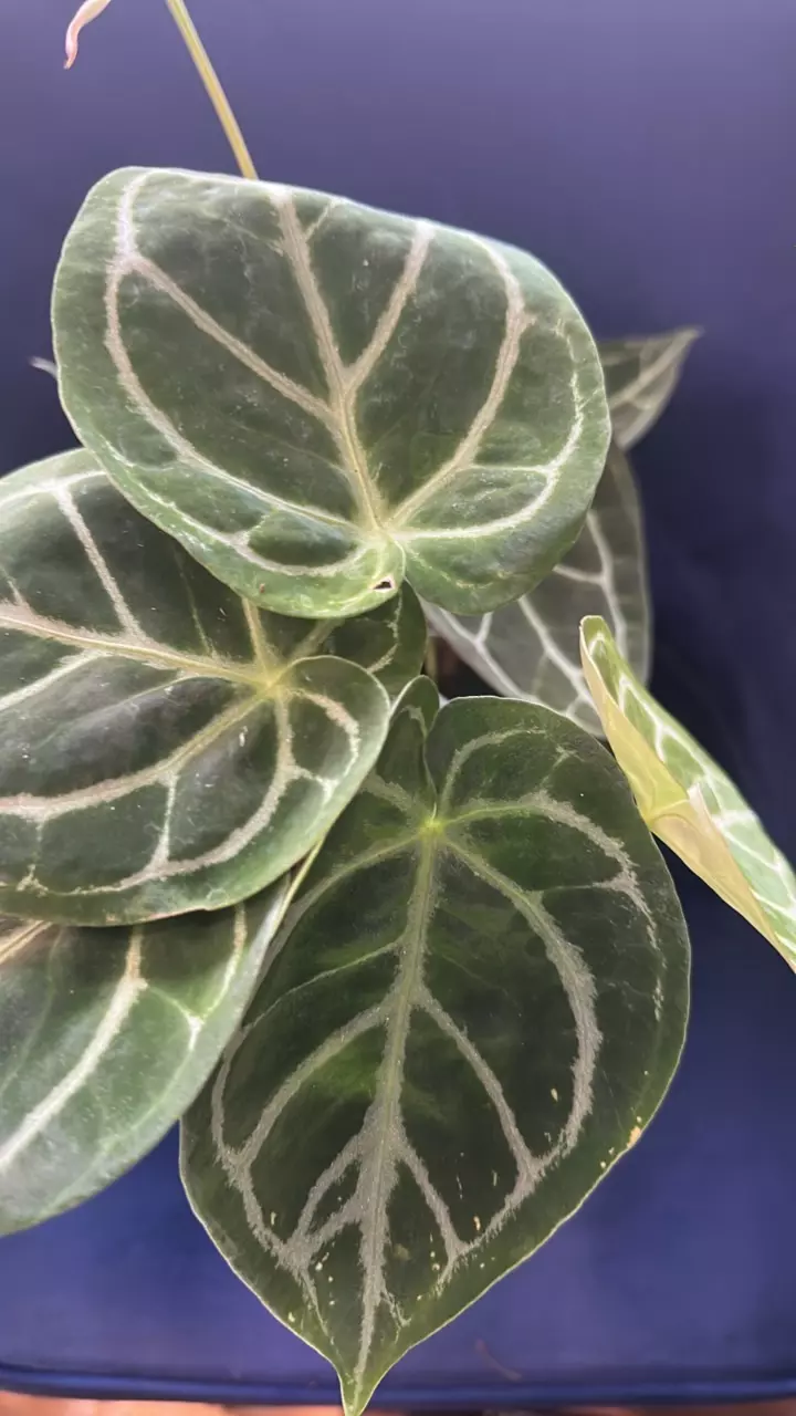 plant/Anthurium 4”  Starting Collector Bundle SC-1