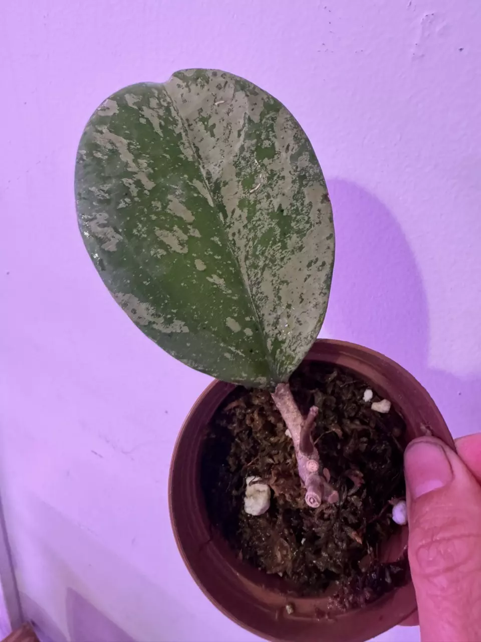 plant/Hoya Michelle Silver-0