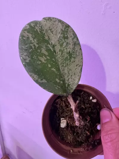 plant/Hoya Michelle Silver-0-thumbnail