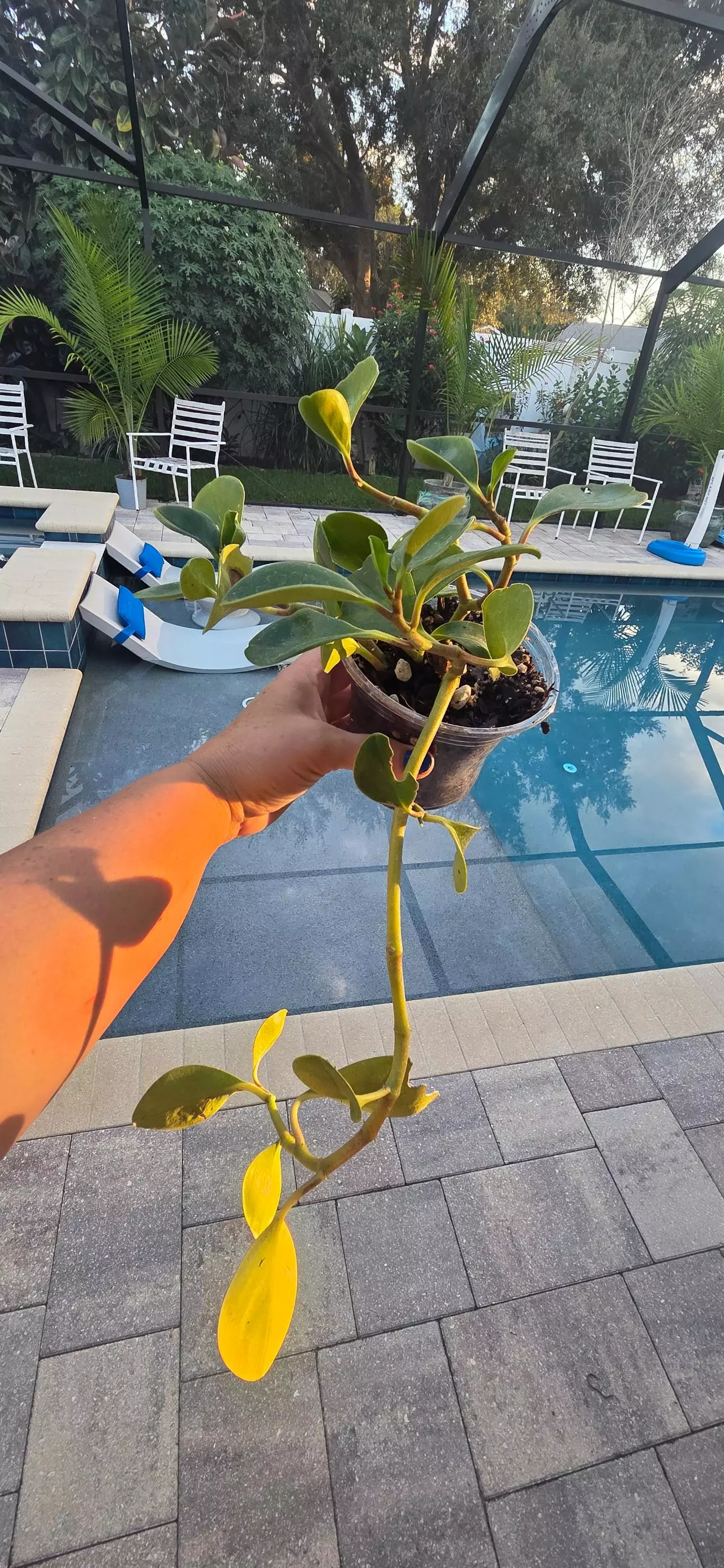 heat_pack/Peperomia obtusifolia-0