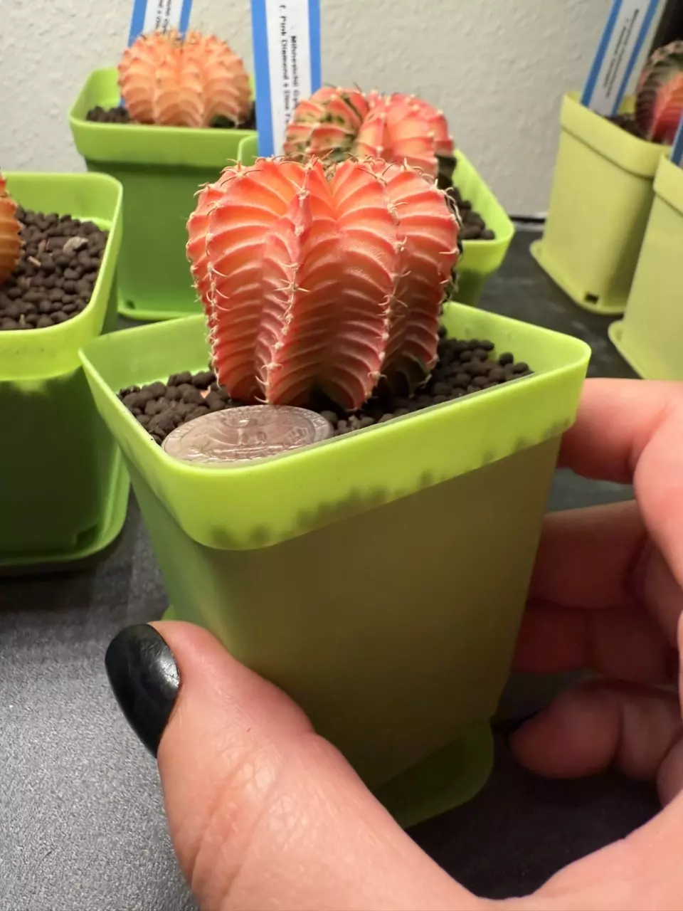 plant/Awesome Shape, future tall girl! Gymno Mihahnovichii LB Variegated-1
