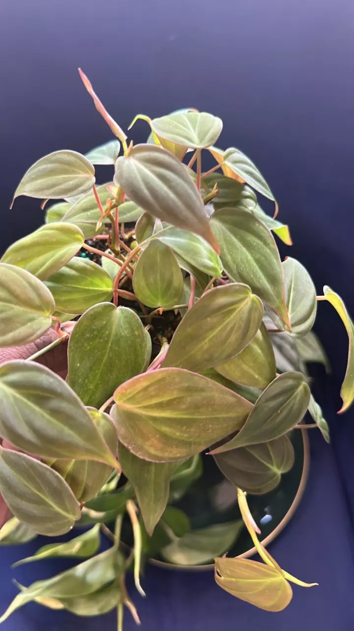 plant/Philodendron Vines-1