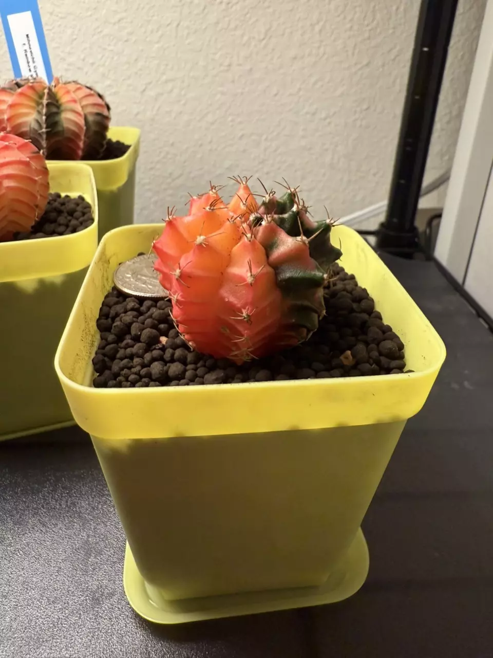 plant/BRIGHT Colored Gymnocalycium Mihahnovichii-1