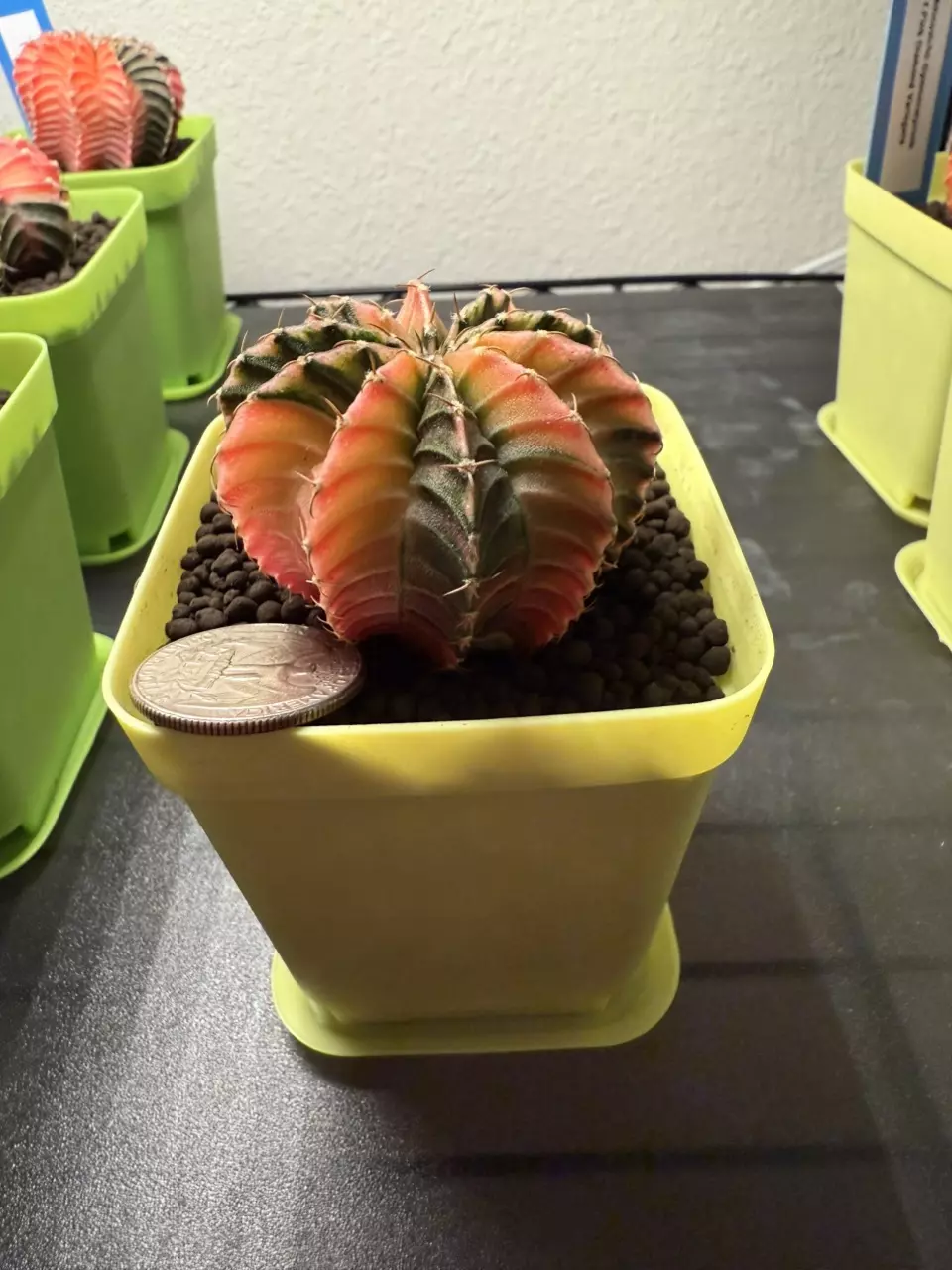 plant/Stunnnning Gymnocalycium Mihahnovichii LB Hybrid f. Rainbow Variegata-1