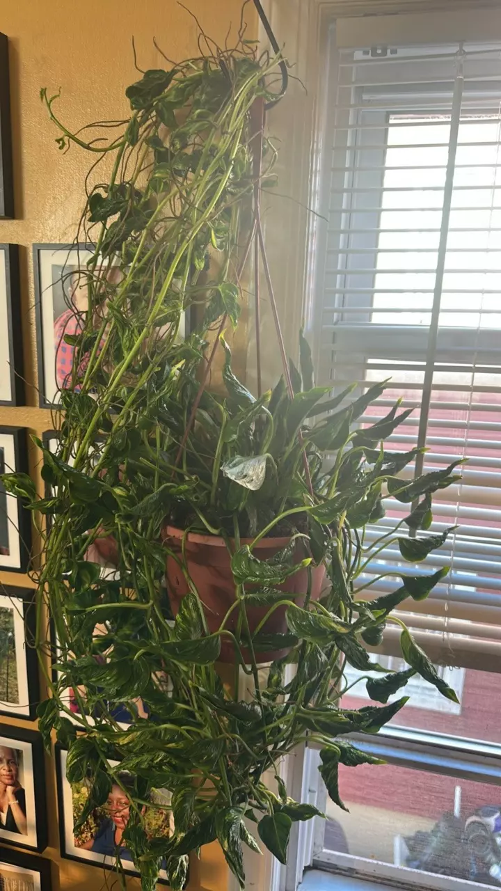 plant/Epipremunum Shangri-la Variegated SC-1