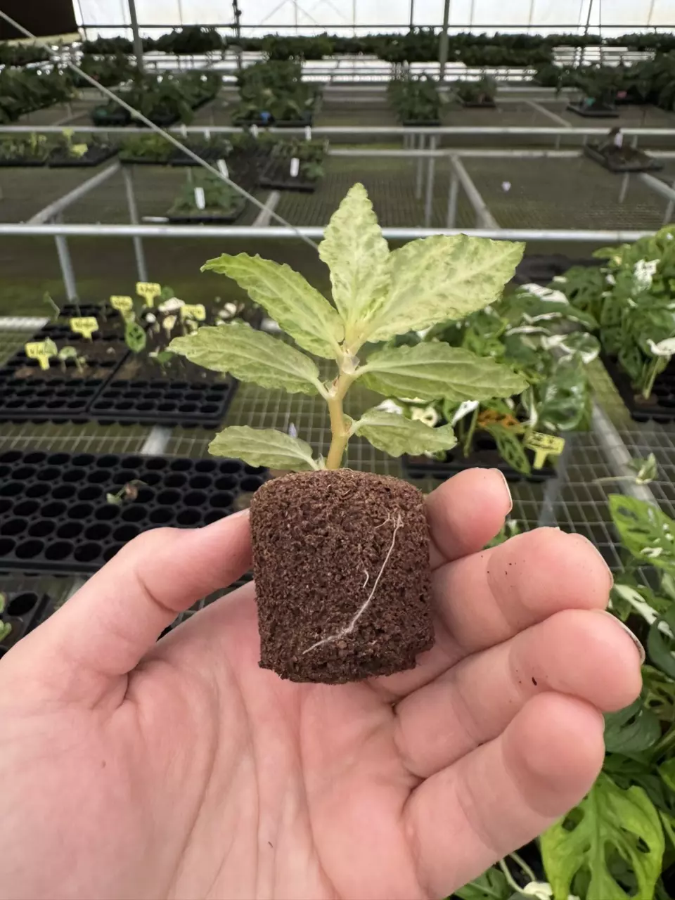 plant/Variegated peppermint begonia starter plant growers choice-7