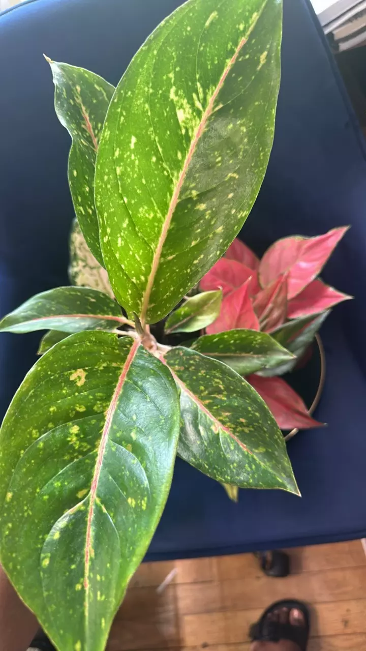 plant/Aglaonema Brilliance SC-4