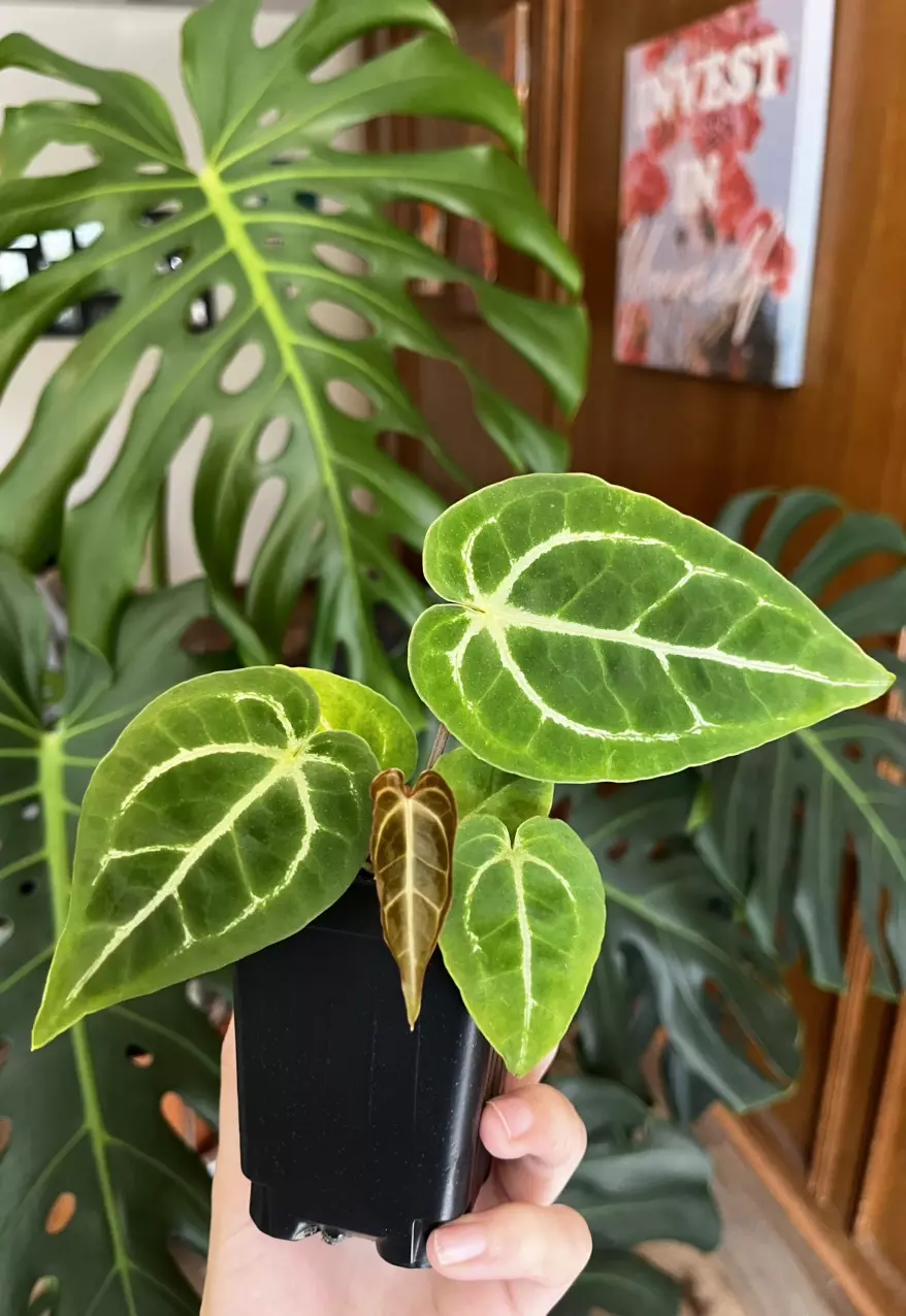 plant/Brielle F2 x (Dark and Handsome x Michelle)-1