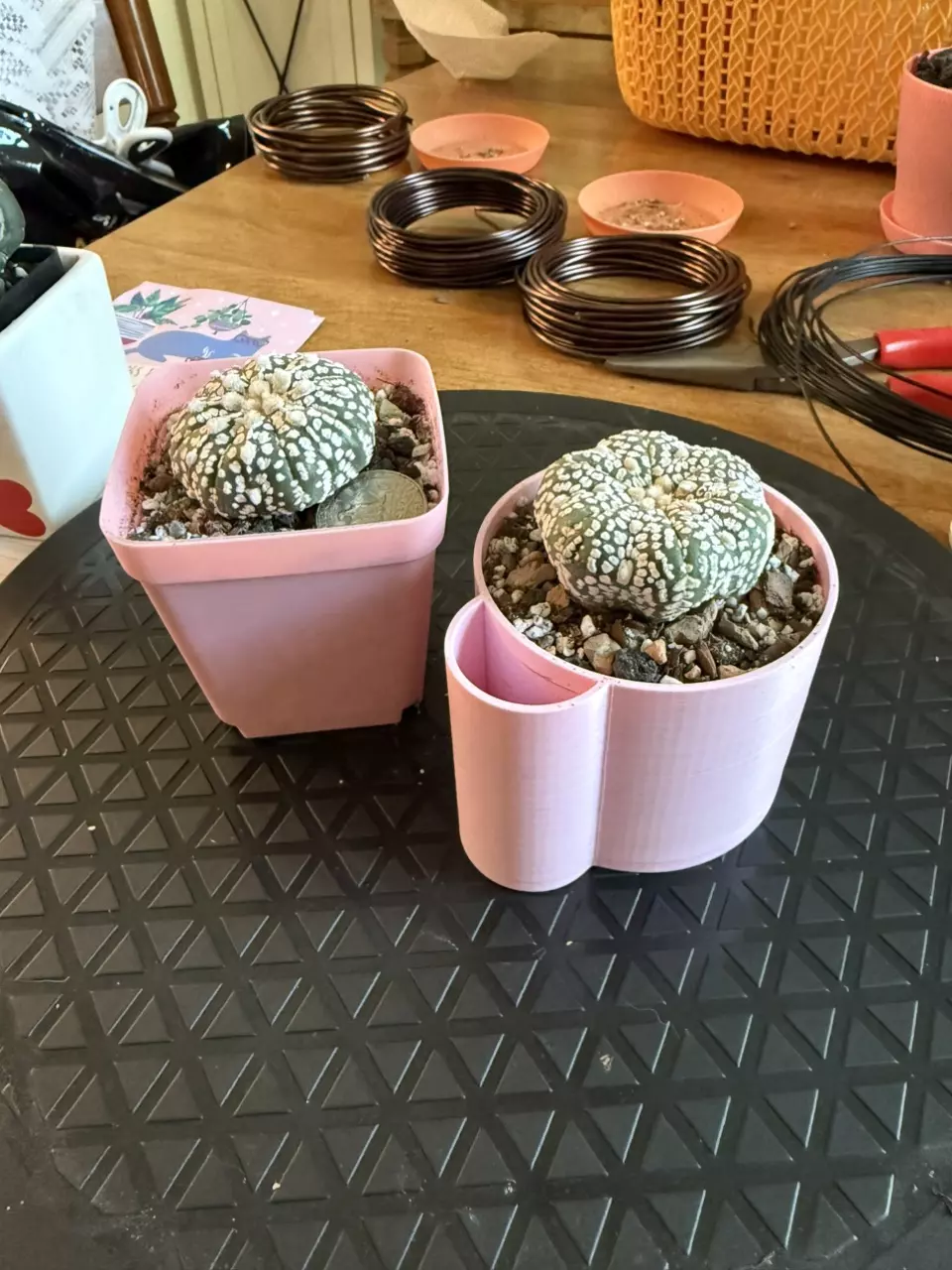plant/2 Pack Astro Super Kabuto w/o pots-0