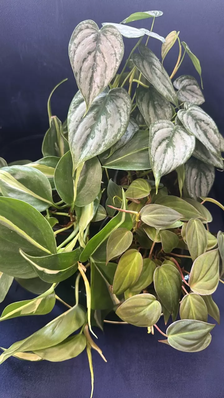 plant/Philodendron Vines-0