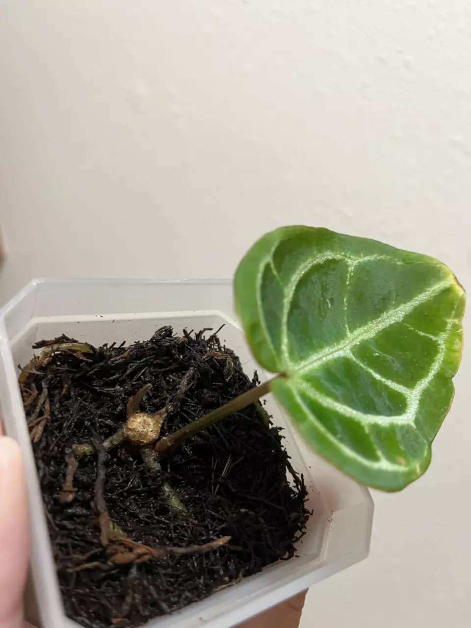 plant/Dark Crystallinum butt cut with 2 growth points-1