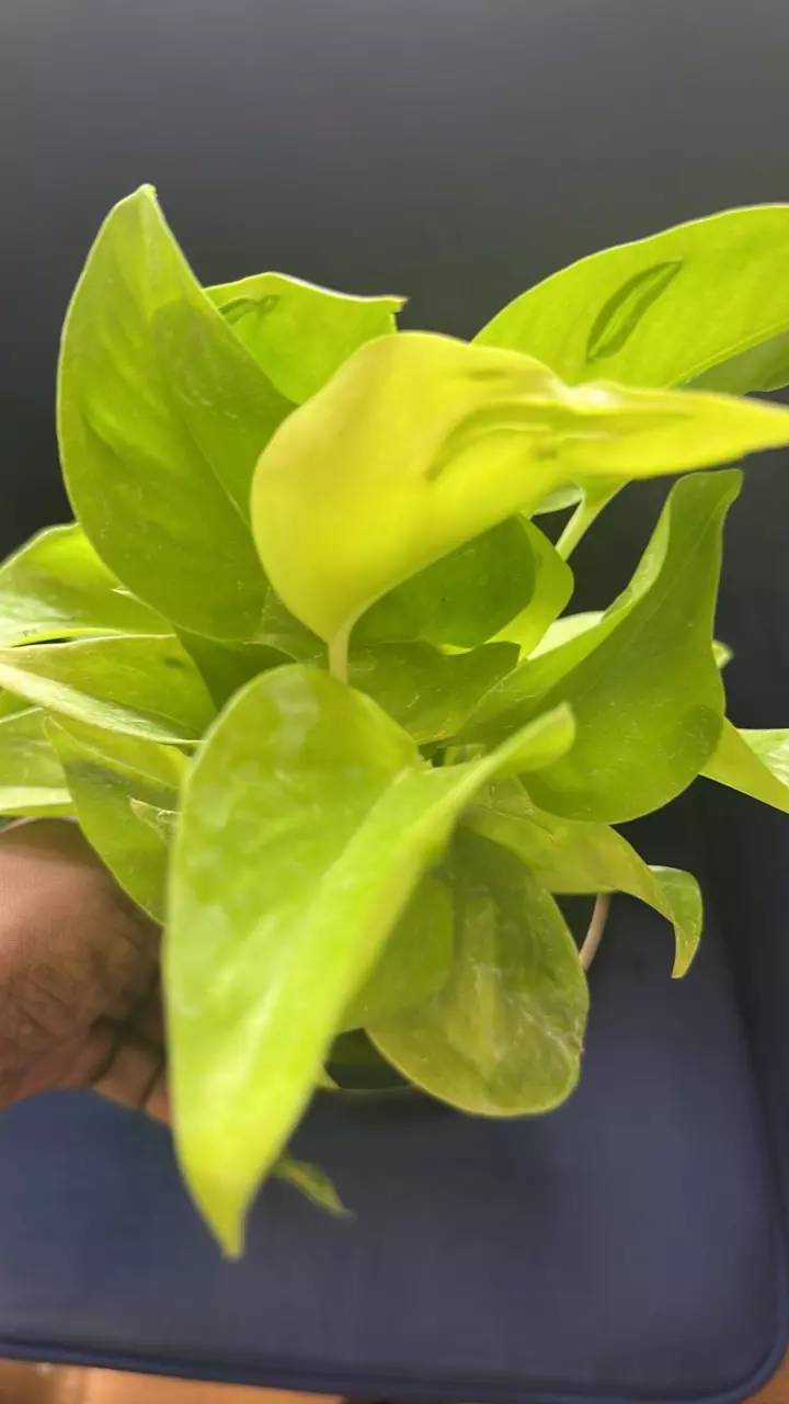 plant/Green Vines FOLIAGE - Pothos & Epi-3