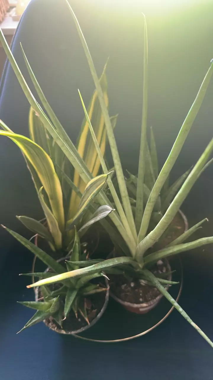 plant/Sanseveria Pointe-0