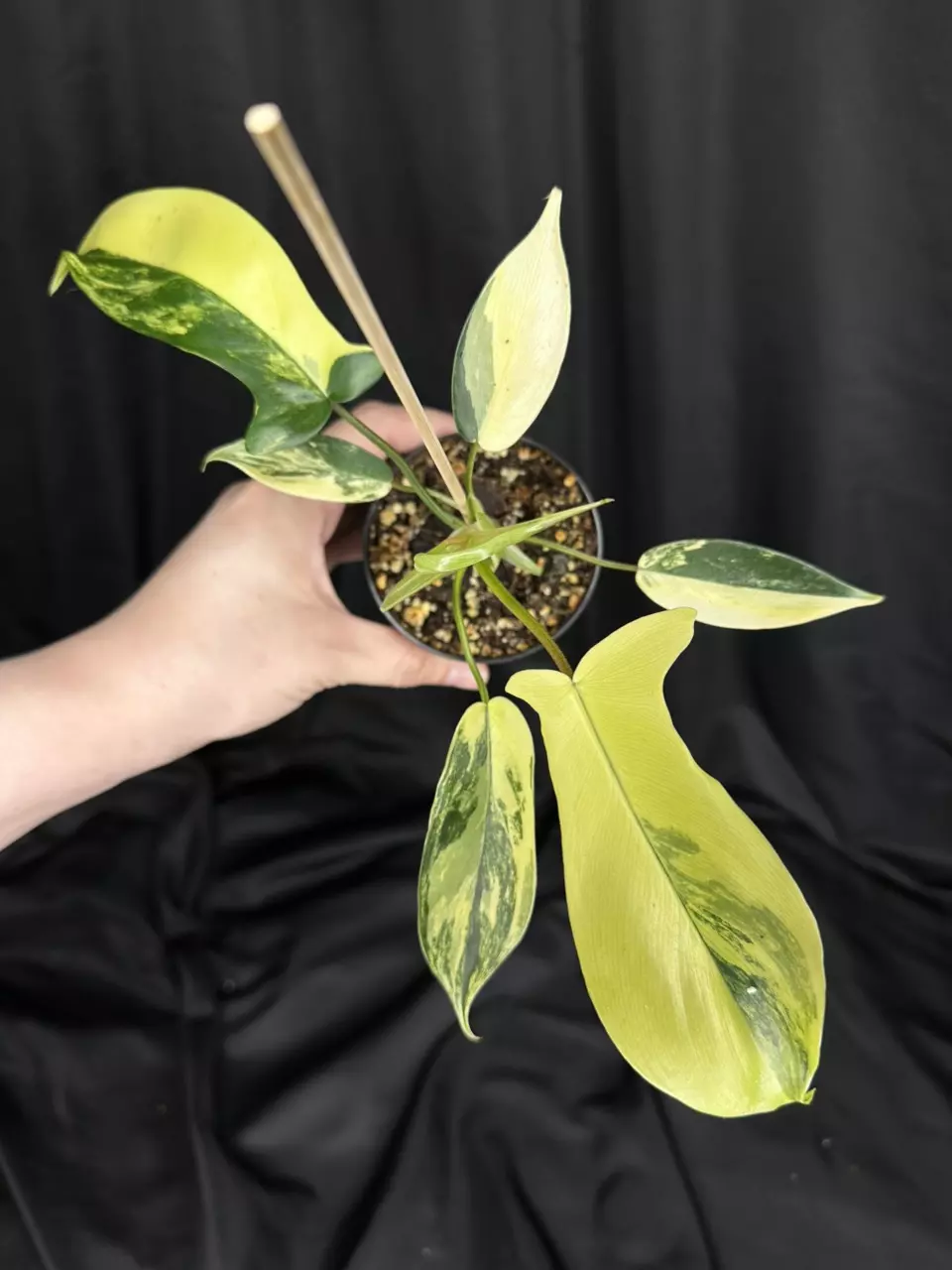 plant/Florida Beauty-0