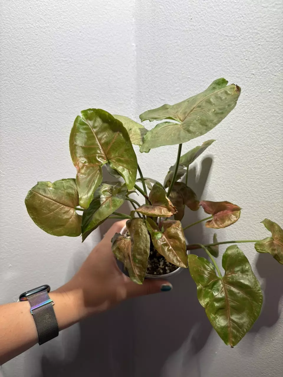 plant/Syngonium Maria Allusion-1