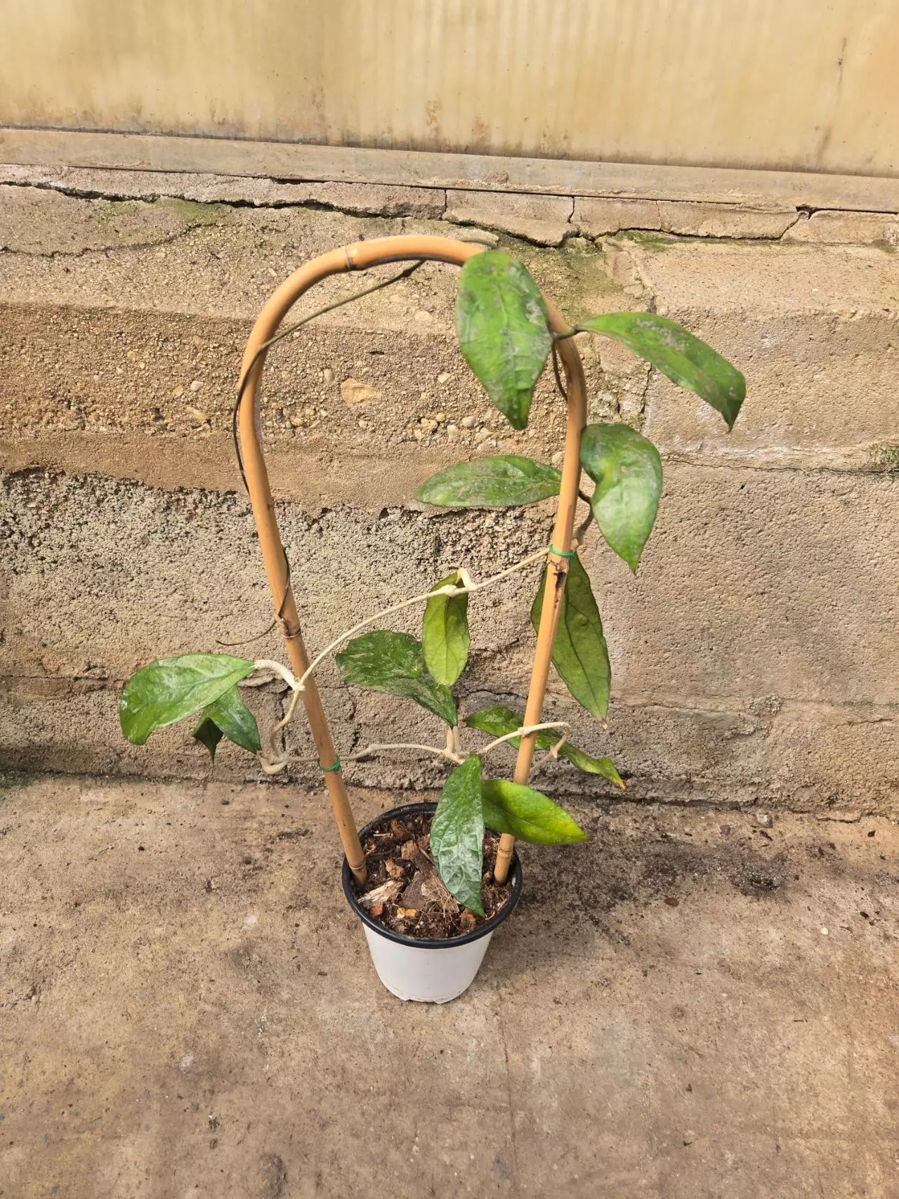 plant/Hoya phuwuaensis-0