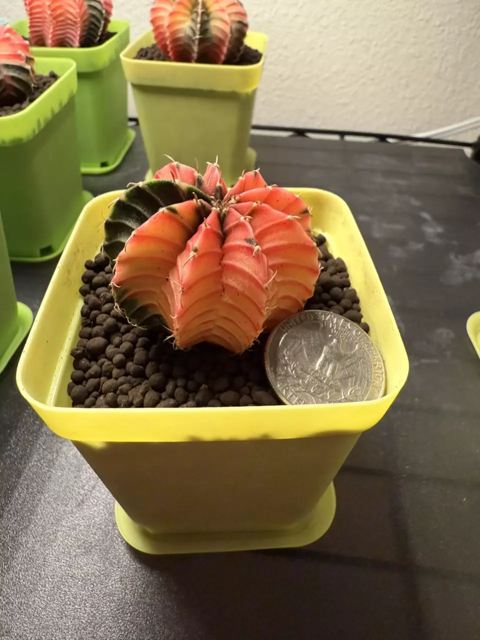 plant/Gymnocalycium Mihahnovichii LB Hybrid-1