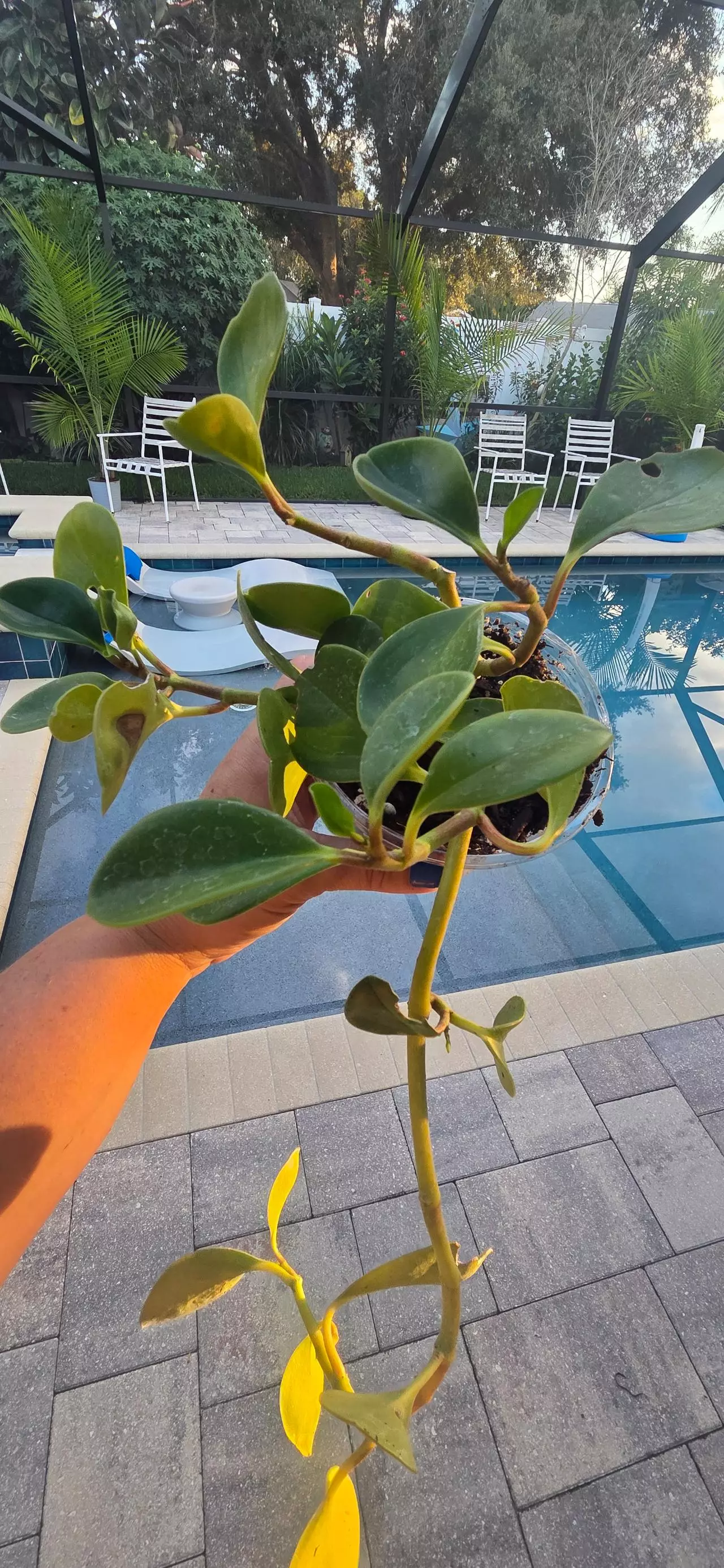 heat_pack/Peperomia obtusifolia-1