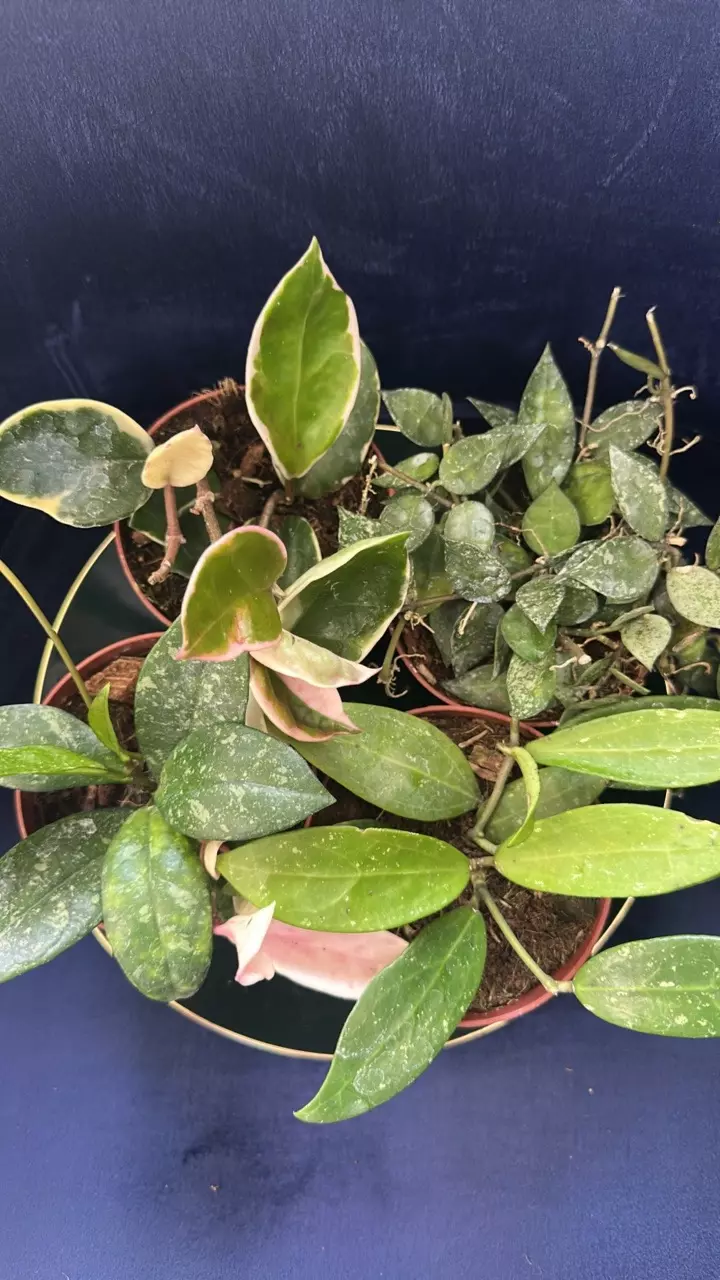 plant/HOYA - Starter Bundle SC-0