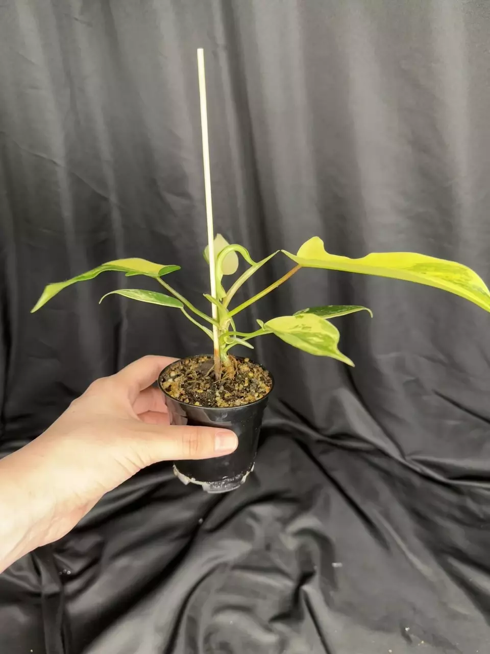 plant/Florida Beauty-1