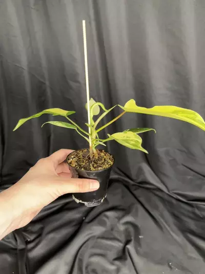 plant/Florida Beauty-1-thumbnail