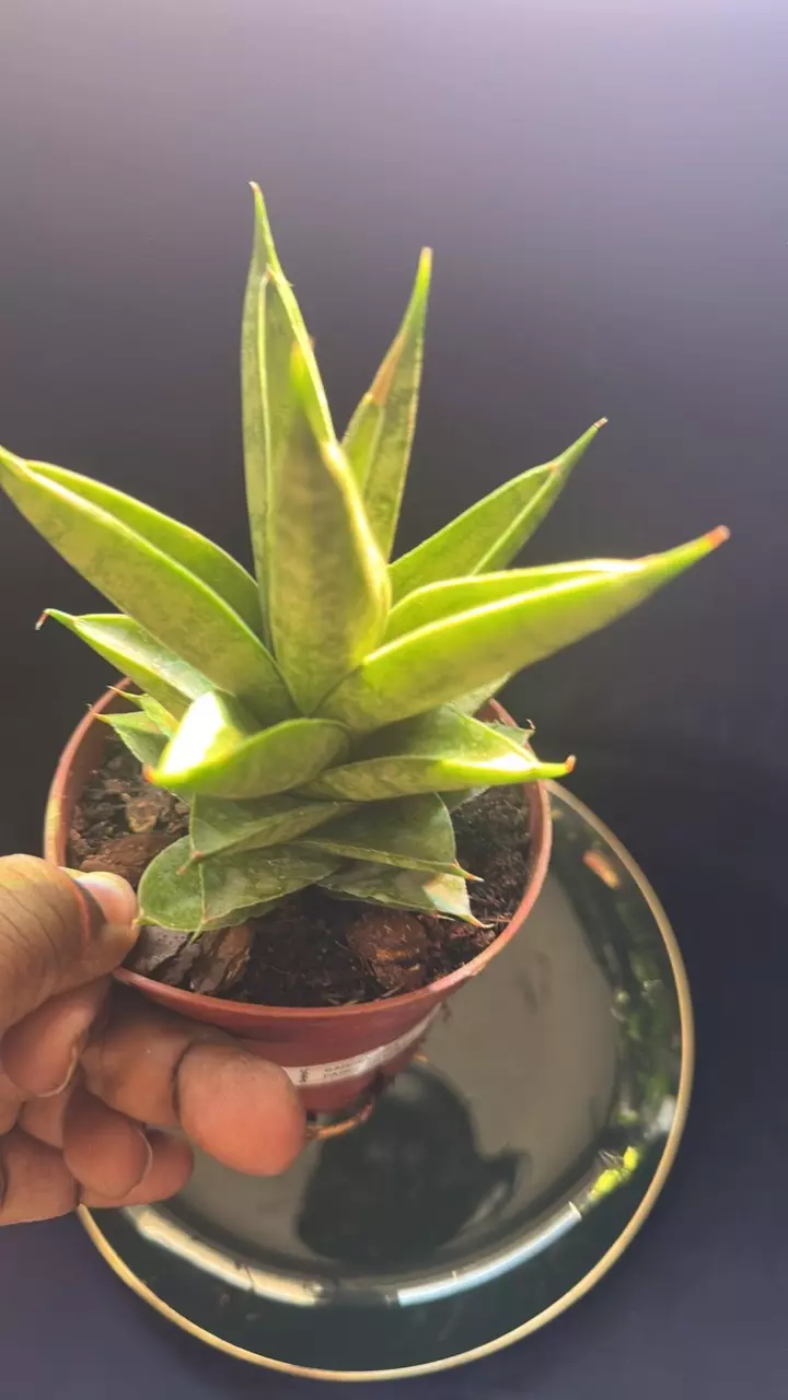 plant/Sanseveria Pointe-5