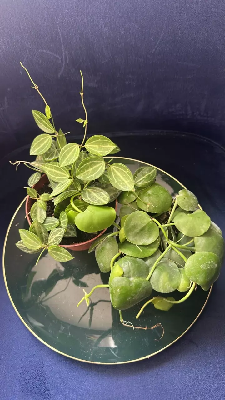 plant/Dischidia Duo-0