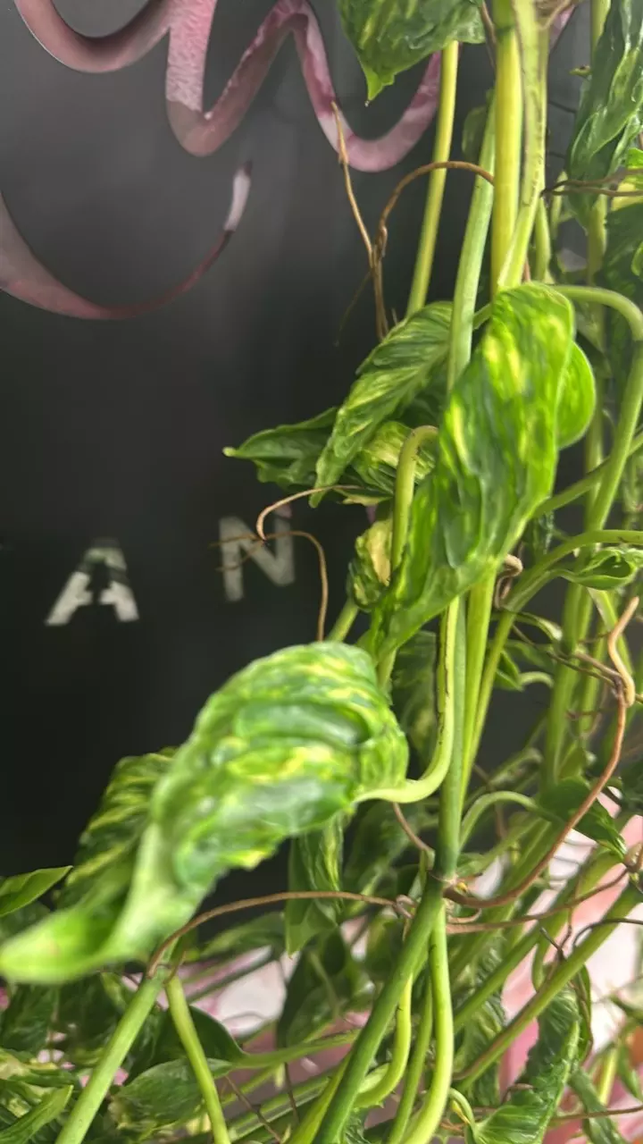 plant/Epipremunum Shangri-la Variegated SC-3