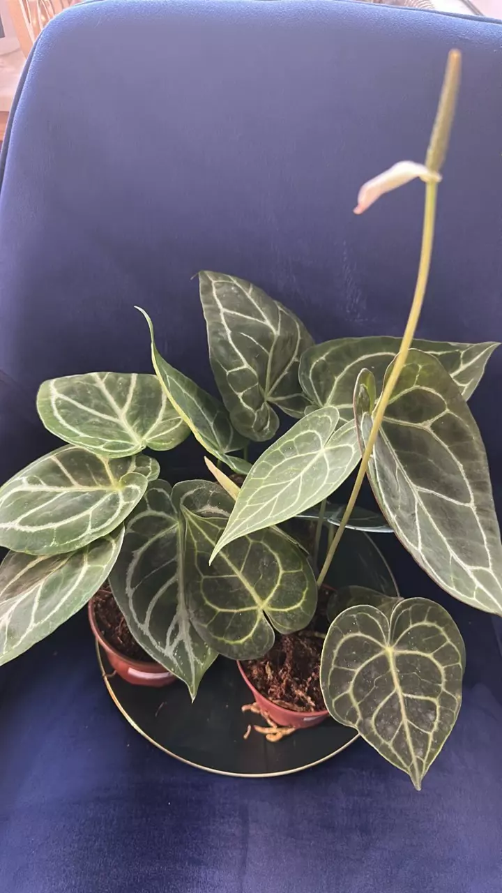plant/Anthurium 4”  Starting Collector Bundle SC-0